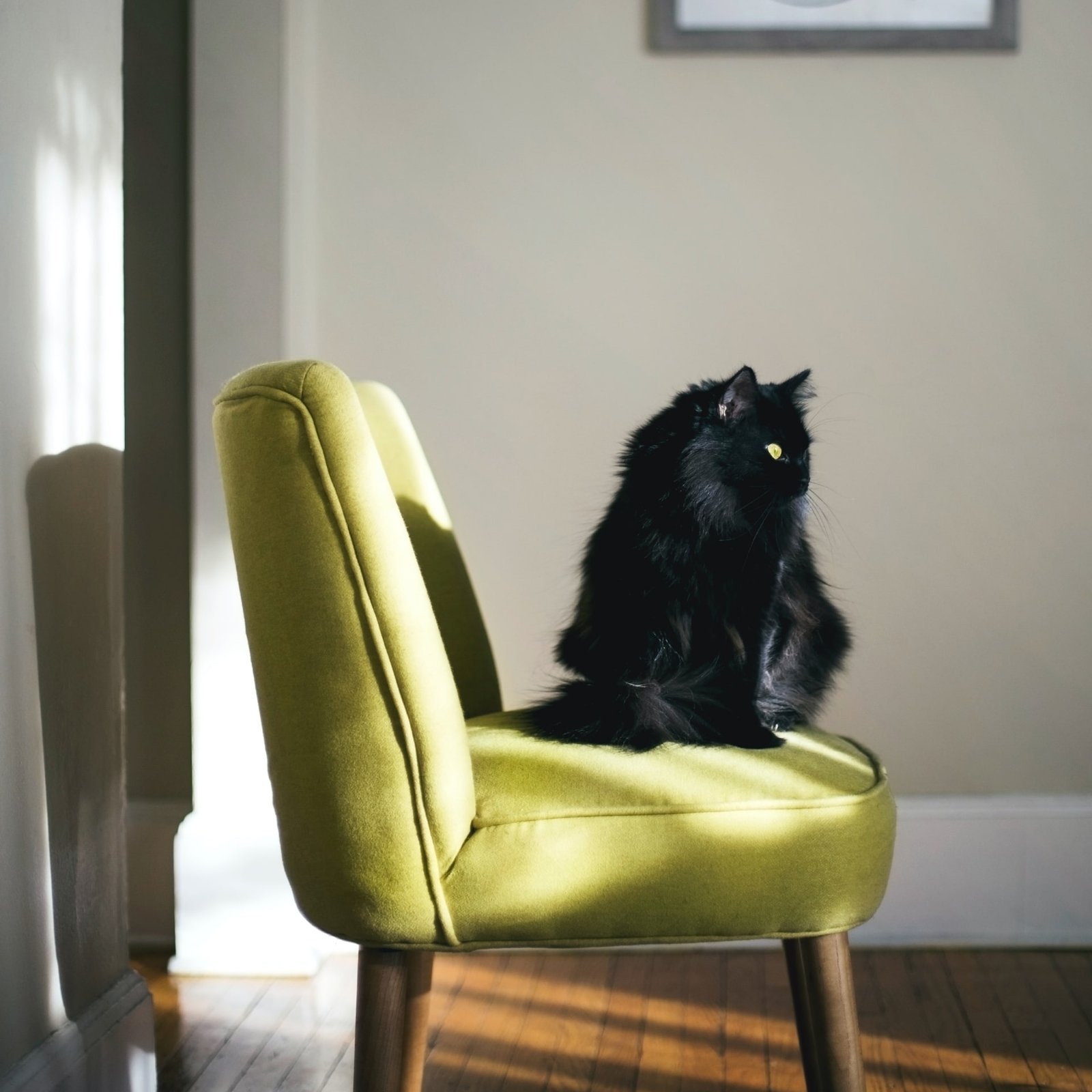 Pet-friendly Pet-friendly